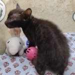 Available Savannah Smoke Male DOB 6-11-24