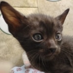 Available Savannah Smoke Male DOB 6-11-24