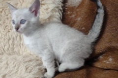 Savannah F-6SBT Snow female DOB 3-29-24