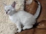 Savannah F-6SBT Snow female DOB 3-29-24
