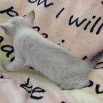 Savannah F-6SBt Snow DOB 3-29-24