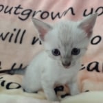 Savannah F-6SBt Snow DOB 3-29-24