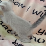 Savannah F-6SBt Snow DOB 3-29-24