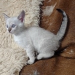 Savannah F-6SBt Snow DOB 3-29-24