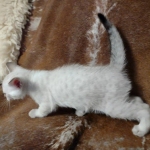 Savannah F-6SBt Snow DOB 3-29-24