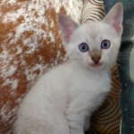 Savannah F-6SBt Snow DOB 3-29-24