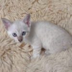 Savannah F-6SBt Snow DOB 3-29-24