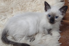 Savannah F-6SBT Snow Female #3 DOB 10-15-22