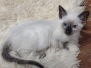 Savannah F-6SBT Snow Female #3 DOB 10-15-22