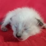 Savannah F-6SBT snow female DOB 10-15-22