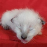 Savannah F-6SBT snow female DOB 10-15-22