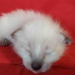 Savannah F-6SBT snow female DOB 10-15-22