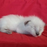 Savannah F-6SBT snow female DOB 10-15-22