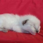 Savannah F-6SBT snow female DOB 10-15-22