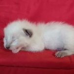 Savannah F-6SBT snow female DOB 10-15-22