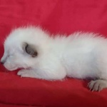 Savannah F-6SBT snow female DOB 10-15-22