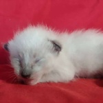 Savannah F-6SBT snow female DOB 10-15-22