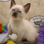 Savannah F-6SBT snow female DOB 10-15-22