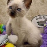 Savannah F-6SBT snow female DOB 10-15-22