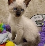 Savannah F-6SBT snow female DOB 10-15-22