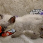 Savannah F-6SBT snow female DOB 10-15-22