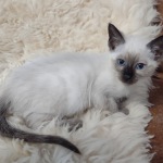 Savannah F-6SBT snow female DOB 10-15-22