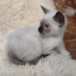 Savannah F-6SBT snow female DOB 10-15-22