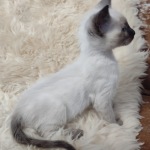 Savannah F-6SBT snow female DOB 10-15-22