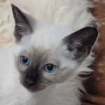 Savannah F-6SBT snow female DOB 10-15-22