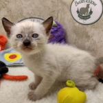 Savannah F-6SBT snow female DOB 10-15-22