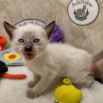 Savannah F-6SBT snow female DOB 10-15-22