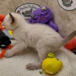 Savannah F-6SBT snow female DOB 10-15-22