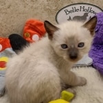 Savannah F-6SBT snow female DOB 10-15-22