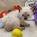 Savannah F-6SBT snow female DOB 10-15-22