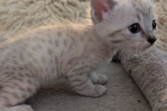 Mishka Mishka Savannah F-6SBt Snow Female #1 DOB 4/14/26