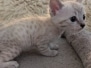 Savannah F-6SBt Snow Female #1 DOB 4/14/26