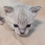 F-SBT-Savannah-kitten-c