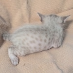 F-SBT-Savannah-kitten-e