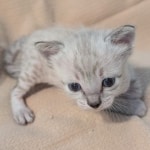 F-SBT-Savannah-kitten-f