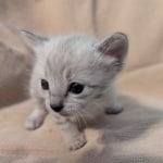 F-SBT-Savannah-kitten-g