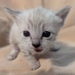 F-SBT-Savannah-kitten-h