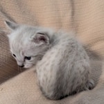 F-SBT-Savannah-kitten-j