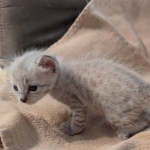 F-SBT-Savannah-kitten