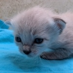 Snow-Savannah-Female-Kitten-1-DOB-4-14-26-a