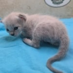 Snow-Savannah-Female-Kitten-1-DOB-4-14-26-b