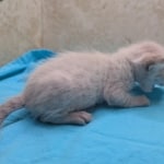 Snow-Savannah-Female-Kitten-1-DOB-4-14-26-e