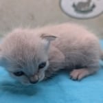 Snow-Savannah-Female-Kitten-1-DOB-4-14-26-f
