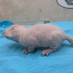 Snow-Savannah-Female-Kitten-1-DOB-4-14-26-g