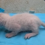 Snow-Savannah-Female-Kitten-1-DOB-4-14-26