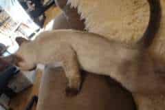 Savannah F-6SBT Snow female #1 DOB 7-1-23